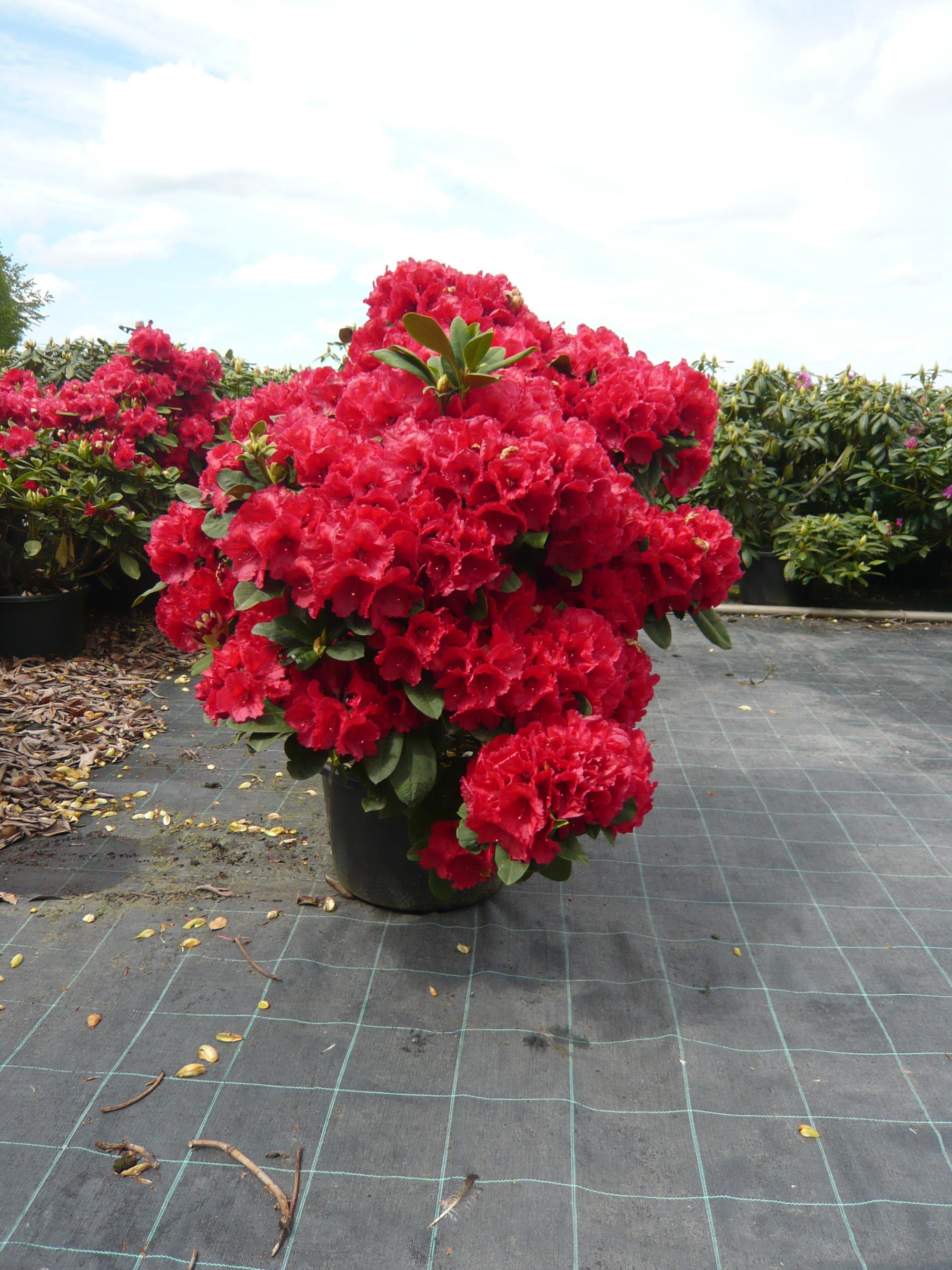 Rhododendrons en Azalea’s
